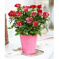 Parade Gigi Miniature Rose Bush - Fragrant/Hardy - 4" Pot   